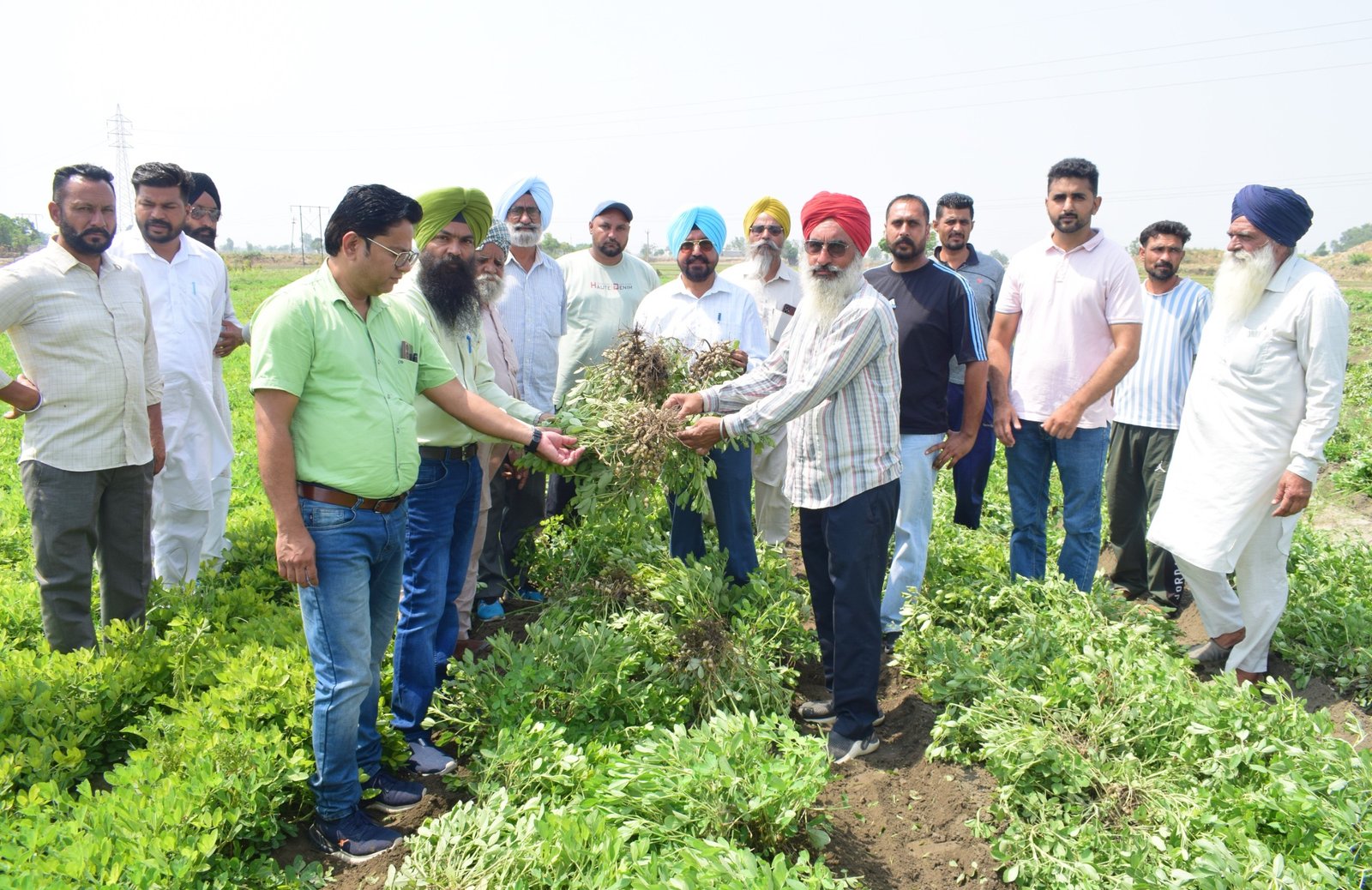 PAU-KVK, Sangrur Demonstrates Water-Efficient Spring Groundnut