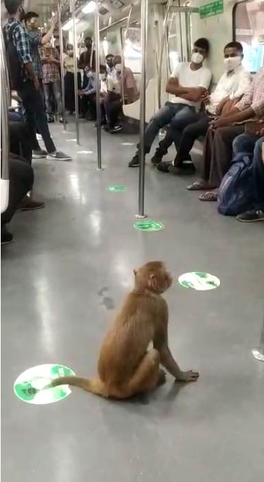 Monkey in Metro